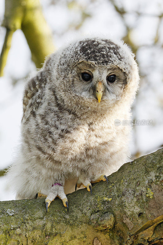 乌拉尔猫头鹰(Strix uralensis)幼鸟